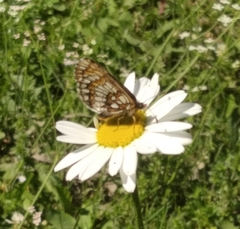 Melitaea menetriesi
