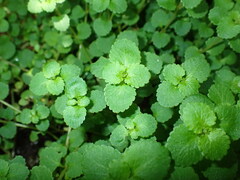 Chrysosplenium glechomifolium