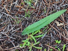 Caladenia stricta
