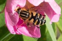 Helophilus neoaffinis