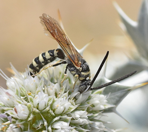 Meria tripunctata