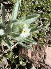 Oreocarya thompsonii