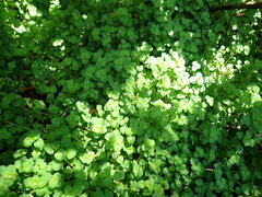Chrysosplenium glechomifolium
