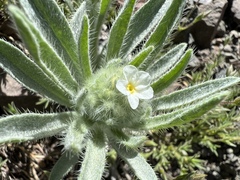 Oreocarya thompsonii