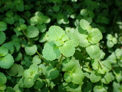 Chrysosplenium glechomifolium