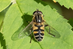 Helophilus neoaffinis