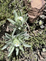 Oreocarya thompsonii