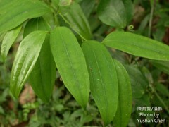 Smilax elongatoumbellata