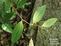Smilax elongatoumbellata