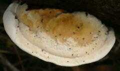 Postia lactea