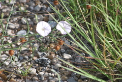 Convolvulus equitans