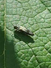 Agrilus derasofasciatus