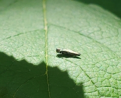 Agrilus derasofasciatus