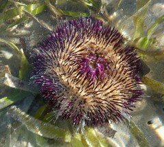 Temnopleurus alexandri