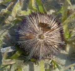 Temnopleurus alexandri
