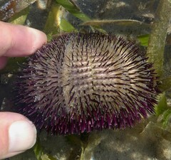 Temnopleurus alexandri