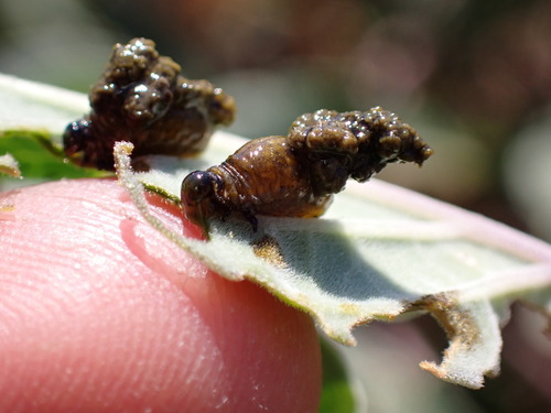 Three-lined Potato Beetle photo 5