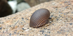 Nerita balteata
