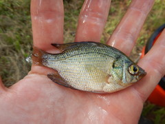 Centrarchus macropterus