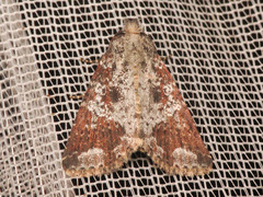 Condica cupentia