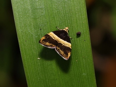 Choreutis basalis