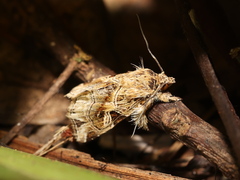 Callopistria exotica
