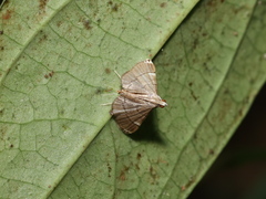 Cangetta hartoghialis
