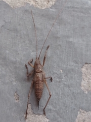 Dasyscelus normalis