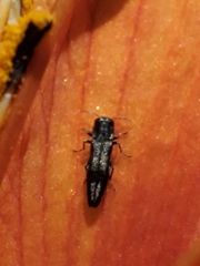 Agrilus derasofasciatus