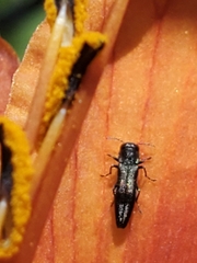 Agrilus derasofasciatus