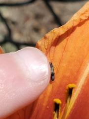 Agrilus derasofasciatus