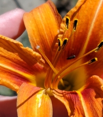 Agrilus derasofasciatus