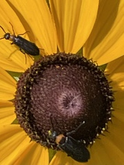 Nemognatha nemorensis