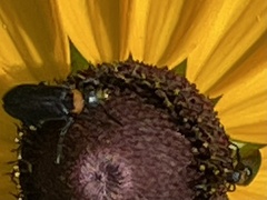 Nemognatha nemorensis