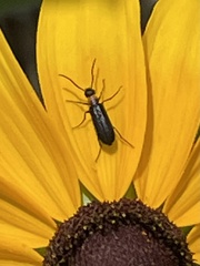 Nemognatha nemorensis