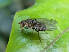 Minettia maculithorax