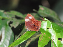 Abisara geza