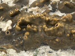 Cliona varians