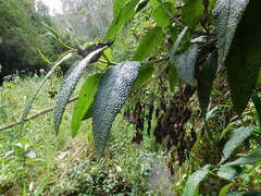 Aristeguietia glutinosa