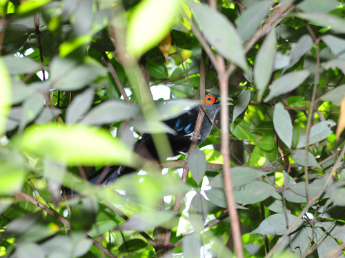 Chestnut-bellied Malkoha (Phaenicophaeus sumatranus), photo 9