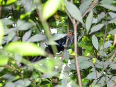 Phaenicophaeus sumatranus