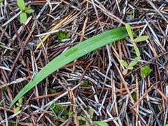 Caladenia stricta