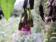 Aristeguietia glutinosa