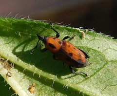 Rhodobaenus quinquepunctatus