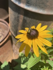 Paranthidium jugatorium lepidum