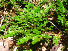 Selaginella convoluta