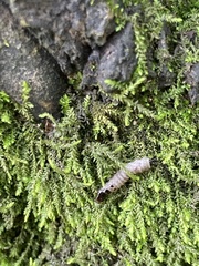 Paracorsia repandalis