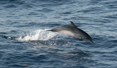 Stenella frontalis