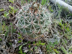 Coryphantha clavata clavata
