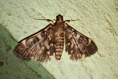 Piletocera